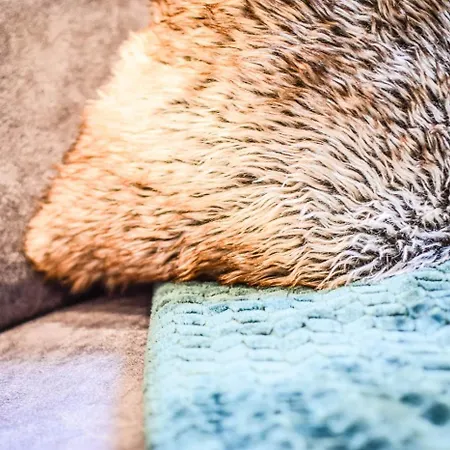 Haus Franzi アパート *